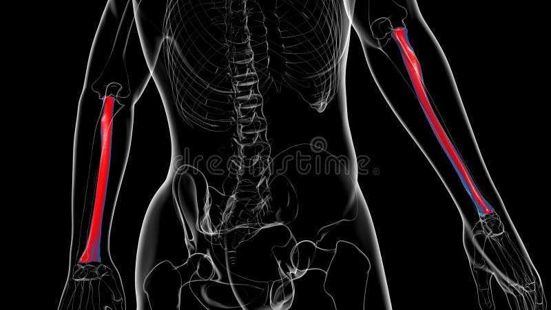 Human skeleton anatomy Radius Bone 3D Rendering royalty free illustration