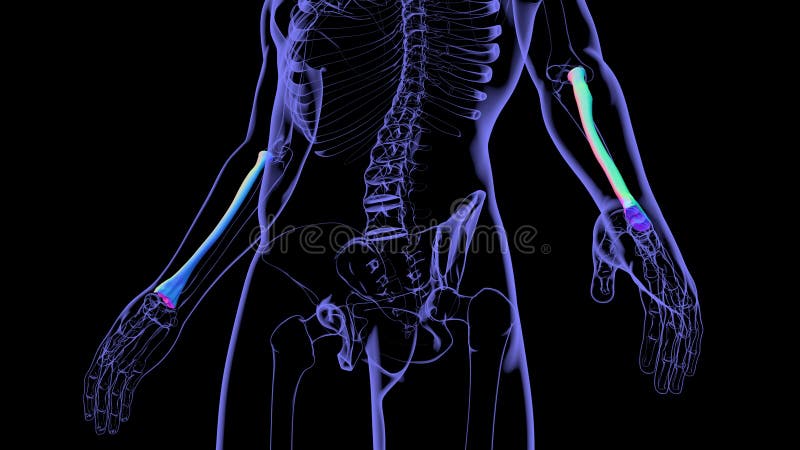 Human skeleton anatomy Radius Bone 3D Rendering vector illustration