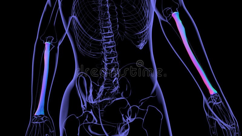 Human skeleton anatomy Radius Bone 3D Rendering vector illustration