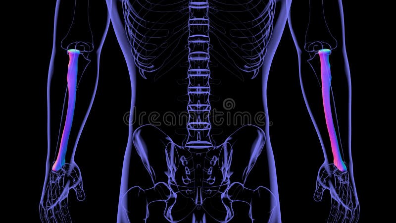 Human skeleton anatomy Radius Bone 3D Rendering royalty free illustration