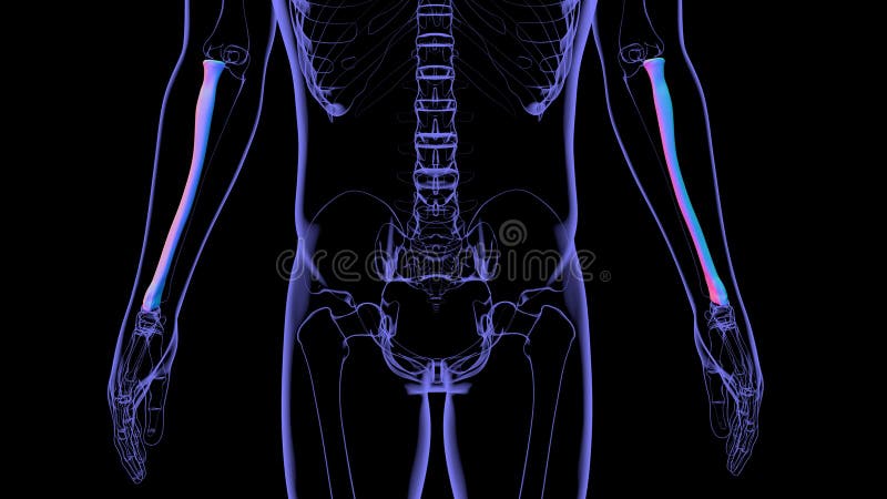 Human skeleton anatomy Radius Bone 3D Rendering vector illustration