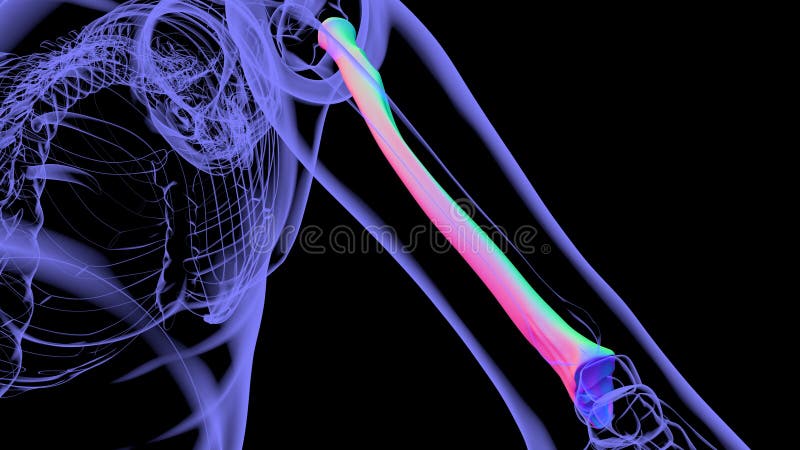 Human skeleton anatomy Radius Bone 3D Rendering royalty free illustration