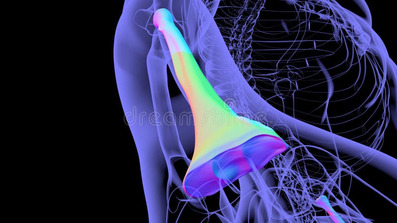 Human skeleton anatomy Radius Bone 3D Rendering vector illustration