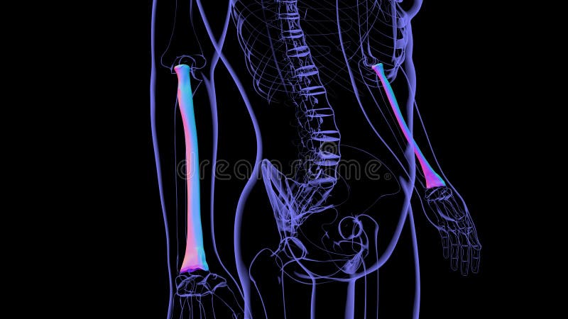 Human skeleton anatomy Radius Bone 3D Rendering stock illustration