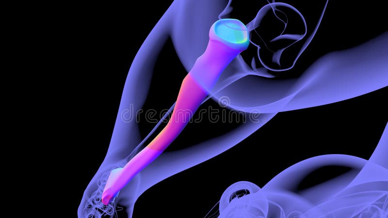 Human skeleton anatomy Radius Bone 3D Rendering stock illustration