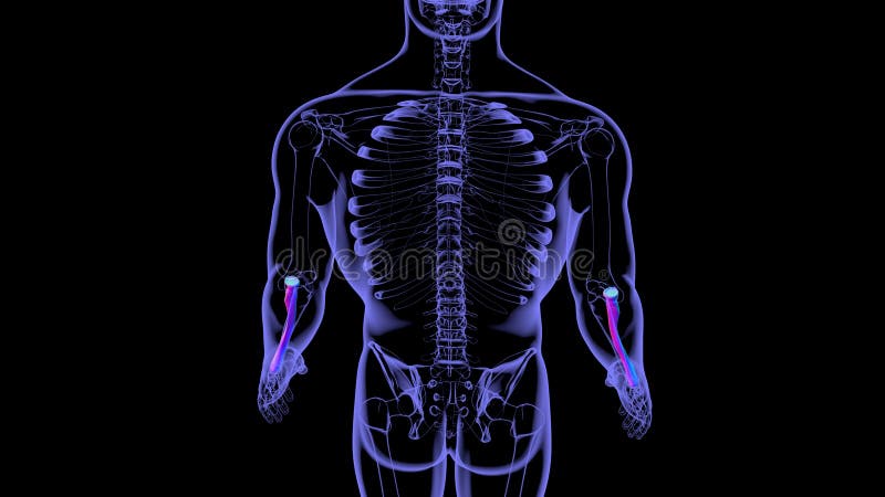Human skeleton anatomy Radius Bone 3D Rendering stock illustration