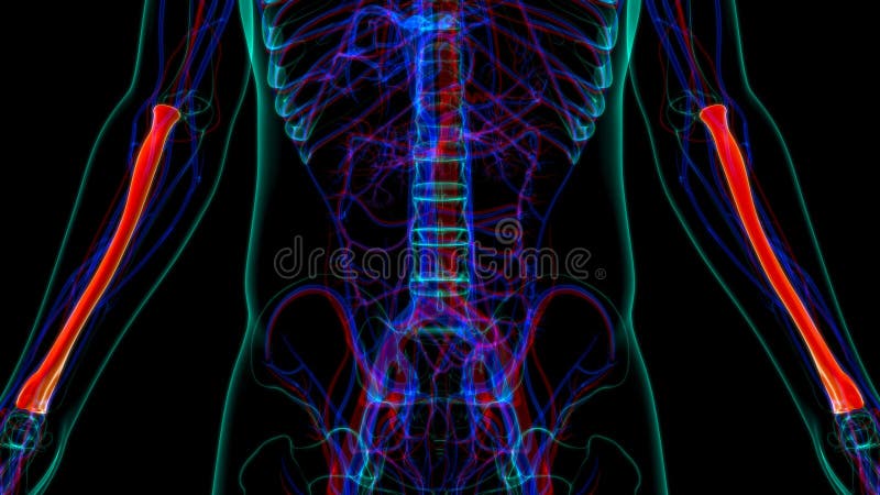 Human skeleton anatomy Radius Bone 3D Rendering stock illustration