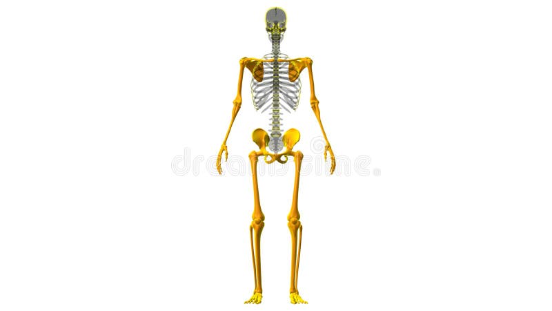 Human Skeleton Appendicular Skeleton Anatomy 3D Stock Illustration ... Biology Diagrams