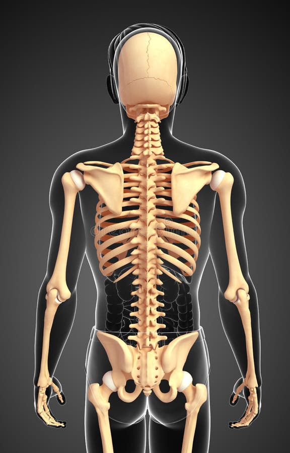 Male skeleton back view stock illustration. Illustration of anatomy