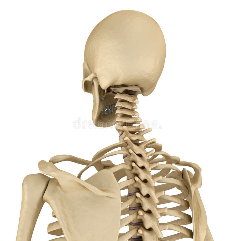 Human Skeleton Breast Chest. Front View. Medically Accurate