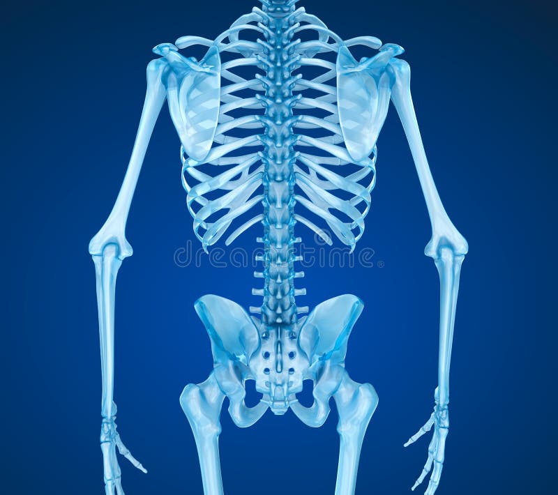 Human skeleton: breast chest. Medically accurate 3D illustration royalty free illustration Human skeleton: breast chest. Medically accurate 3D illustration royalty free illustration