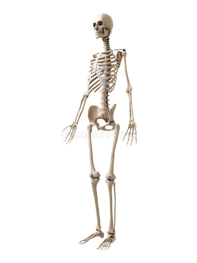 Human skeleton vector illustration