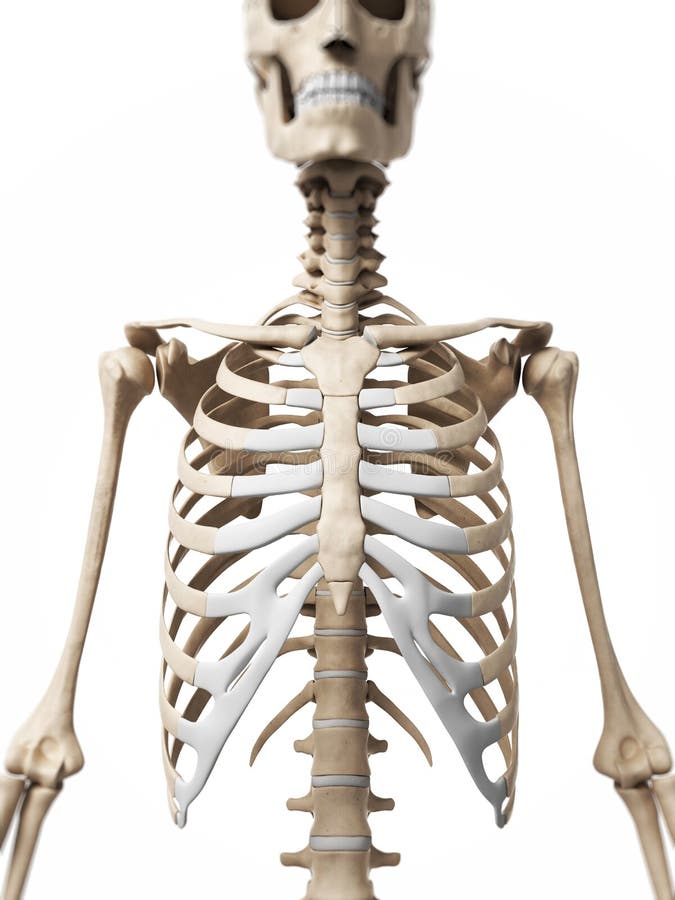 Human skeleton royalty free illustration