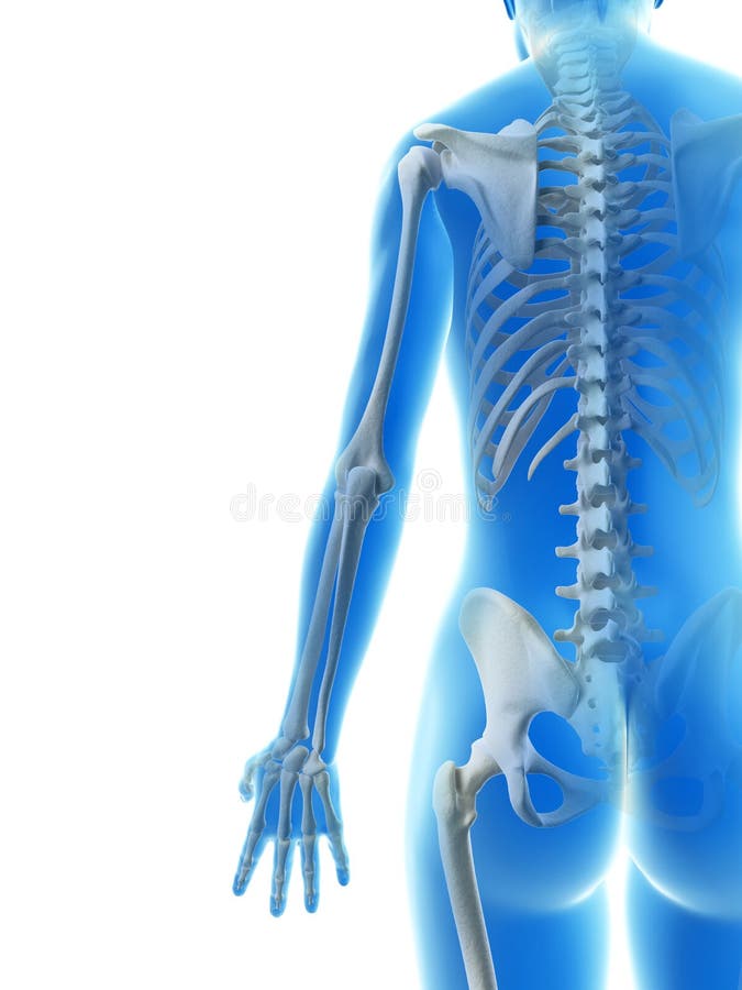 The human skeleton royalty free illustration