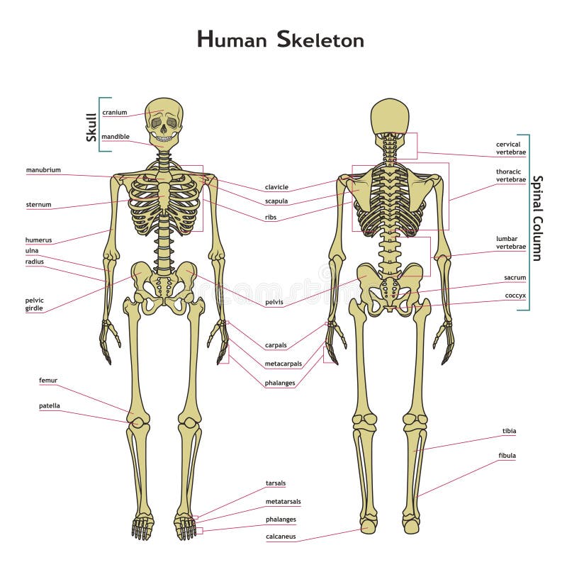 Human Skeleton, Front and Rear View with Explanatations. Stock Vector ...