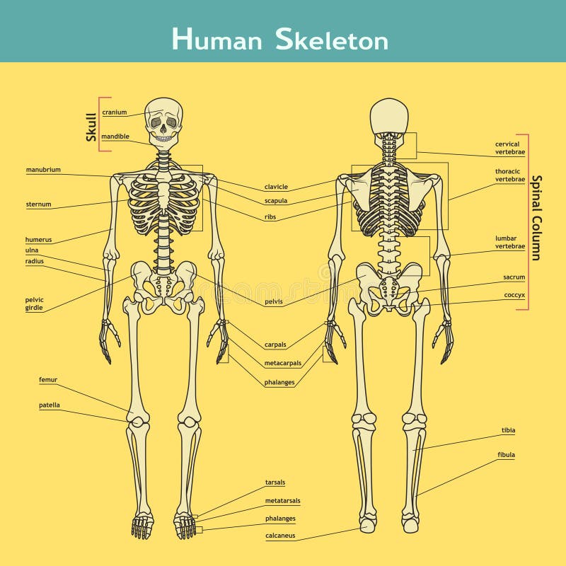 Human Skeleton, Front And Rear View With Explanations. Stock Vector