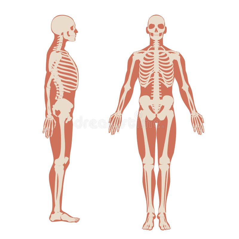Human Skeleton Stock Illustrations 74 035 Human Skeleton Stock Illustrations Vectors Clipart Dreamstime