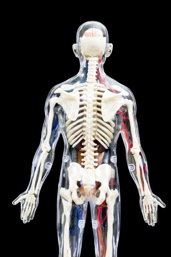Image Showing Internal Organs In The Back : Model of the human body
