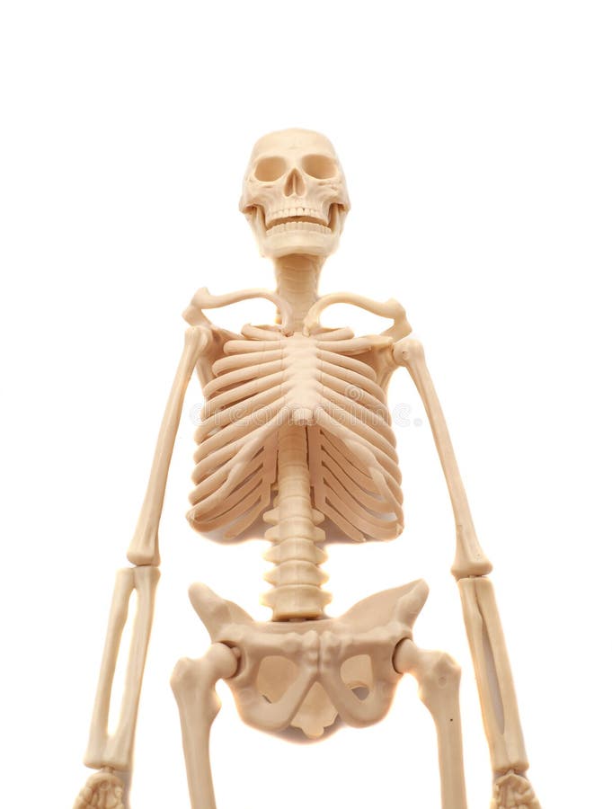 175 Full Body Human Skeleton Stock Photos Free & RoyaltyFree Stock