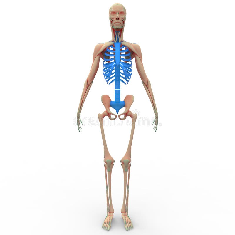 Human Skeleton Ribs Stock Illustration - Image: 62899681