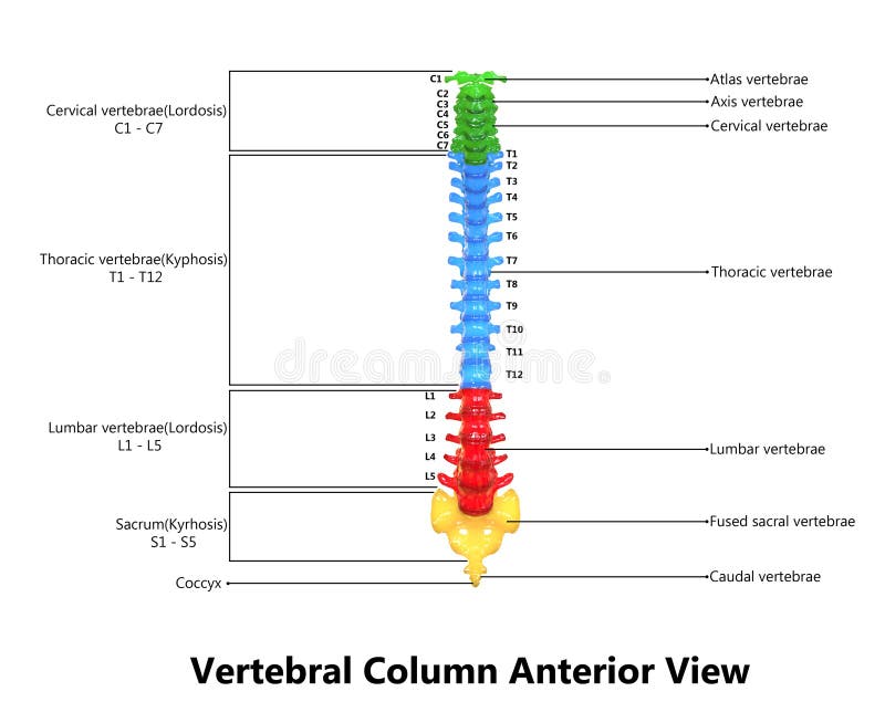 Spinal Nerve 3d Chart