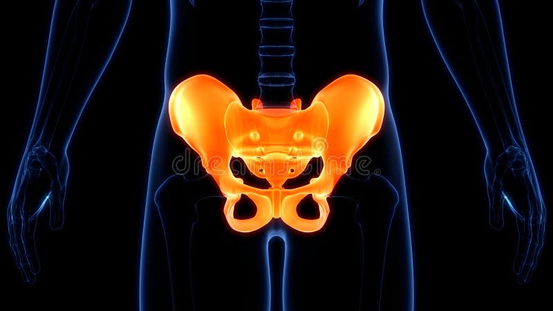 Pelvic Girdle Stock Illustrations – 317 Pelvic Girdle Stock Illustrations,  Vectors & Clipart - Dreamstime