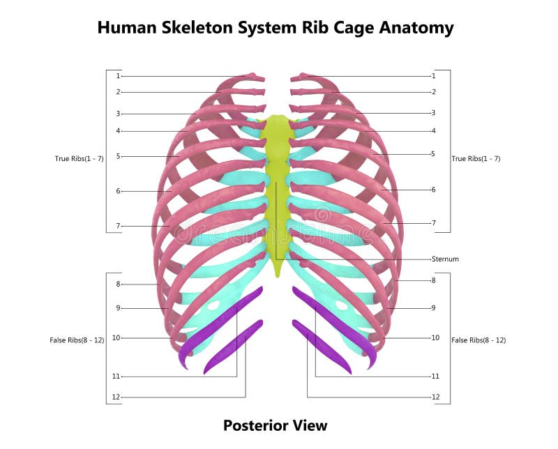 Human Skeleton System Rib Cage Described with Labels Anatomy Posterior ...