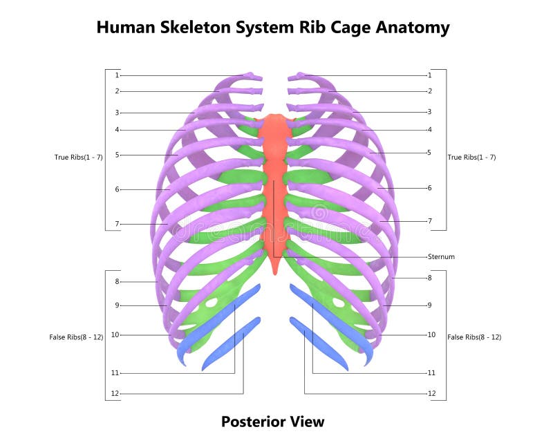 Human Axial Skeleton Posterior Stock Illustrations – 23 Human Axial ...