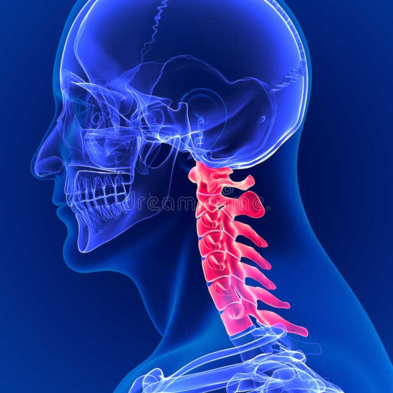 3D Illustration Human Skeleton Vertebral Column Cervical Vertebrae ...