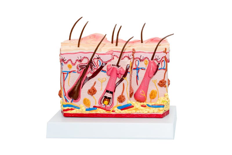 The Human Skin Cross-Section model. Detailed human skin structure with hair. stock images