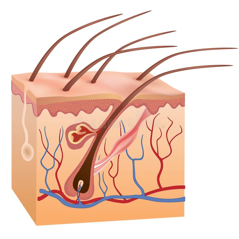 Hombre piel a cabello estructura.