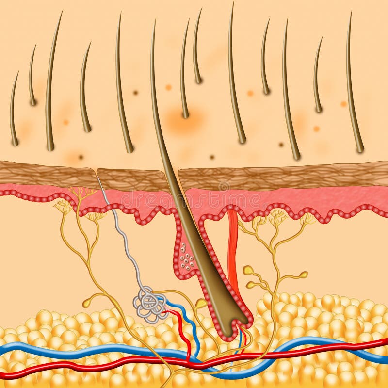 Human Skin inside structure