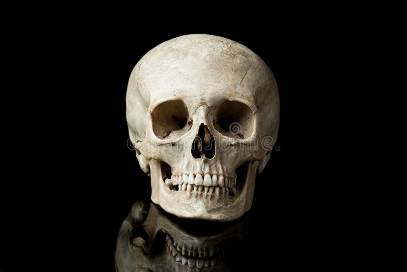 Human skull. stock photo. Image of life, face, gothic - 21716244