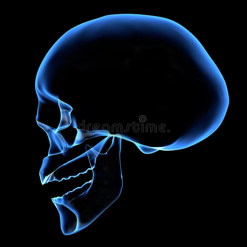 HUMAN SKULL vector illustration HUMAN SKULL vector illustration
