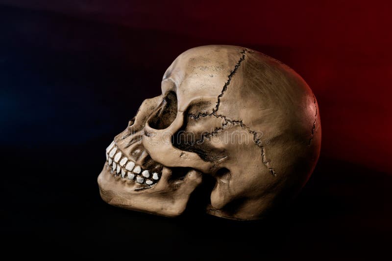 human skull profile