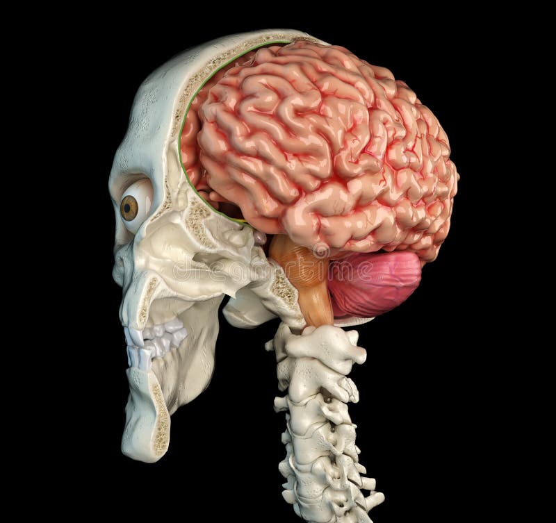 Human skull cross section with brain. - Stock Illustration