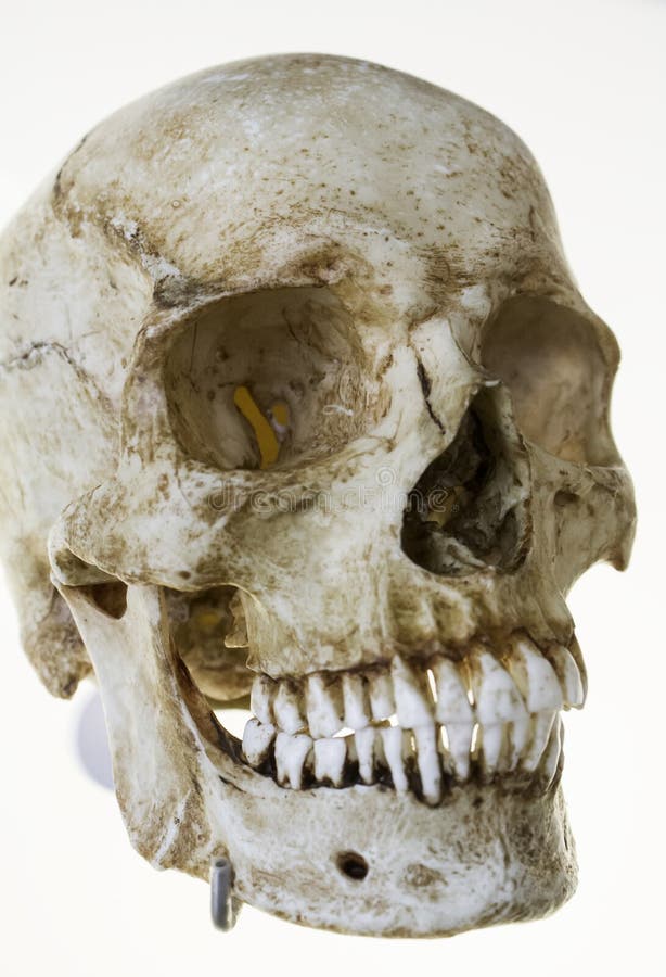 Human skull bones - Stock Image - C019/8342 - Science Photo Library