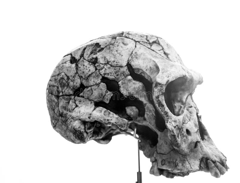 Human skull bones - Stock Image - C019/8342 - Science Photo Library