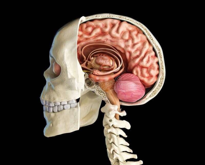 Human Anatomy Head Skull Brain Cerebral Artery Anatomical Model For Teaching Sta