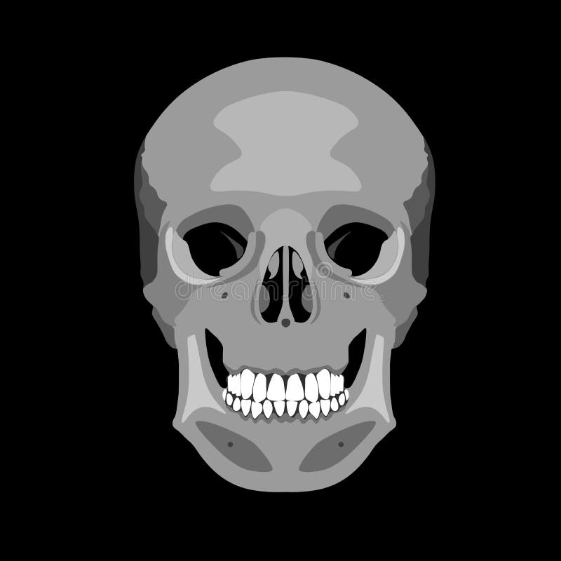 Full Frontal Skeleton stock illustration. Illustration of body - 18760822