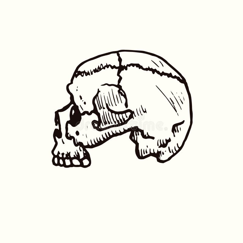 Human Skull Side View, Hand Drawn Doodle, Drawing, Sketch Illustration
