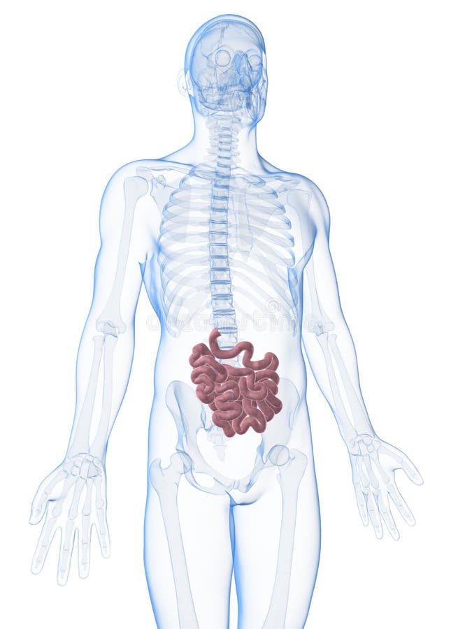 Human small intestine royalty free illustration