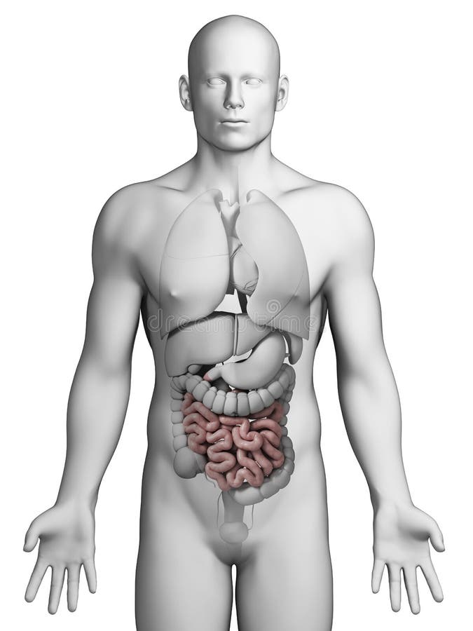 Human small intestine stock illustration