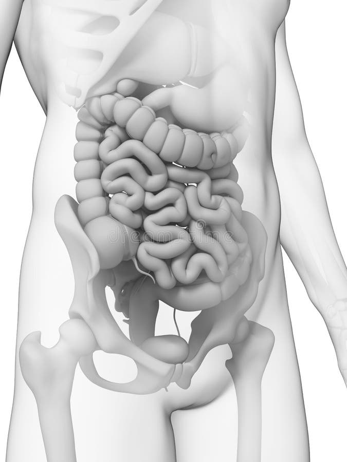 Human small intestine vector illustration