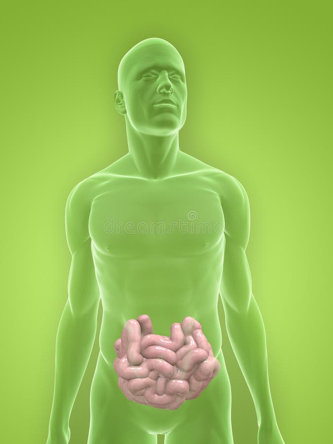 Human small intestines royalty free illustration