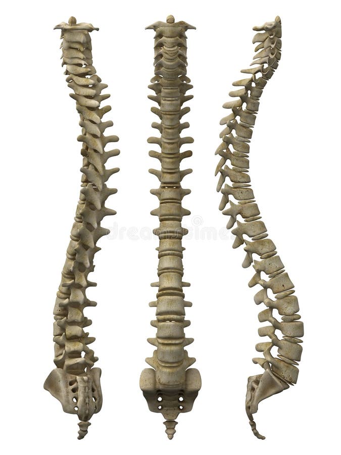 Columna (columna o columna) casas a protege espinal cable en su espinal.