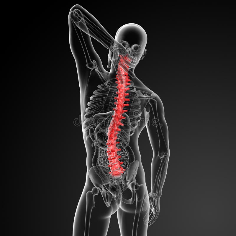 Human Spine Anatomy stock illustration Illustration of muscle Biology Diagrams