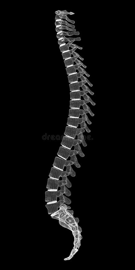 Human spine, body structure , wire model