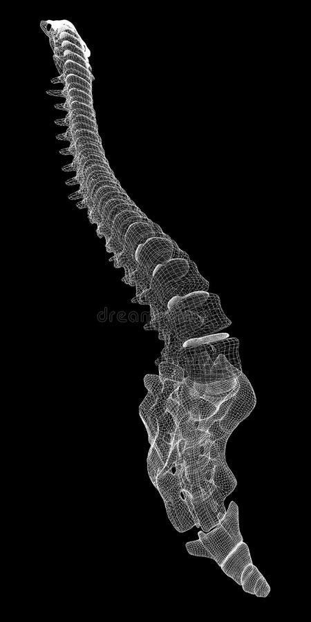 Human spine, body structure , wire model