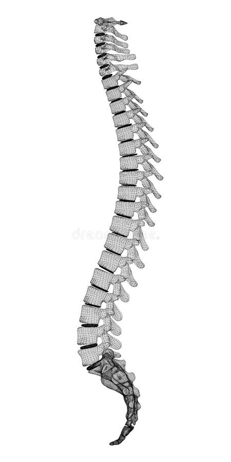 Human spine, body structure , wire model